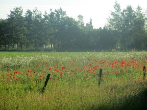 Beek en Donk, 2 juni 2012 003