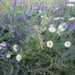 Beek en Donk, 2 juni 2012 009