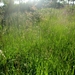Beek en Donk, 2 juni 2012 011