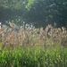 Beek en Donk, 2 juni 2012 012