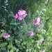 Beek en Donk, 2 juni 2012 024
