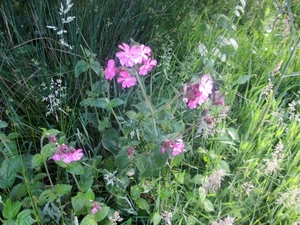Beek en Donk, 2 juni 2012 024