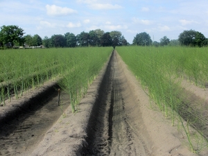 Beek en Donk, 2 juni 2012 042