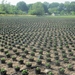 Beek en Donk, 2 juni 2012 043