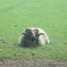 Beek en Donk, 2 juni 2012 067