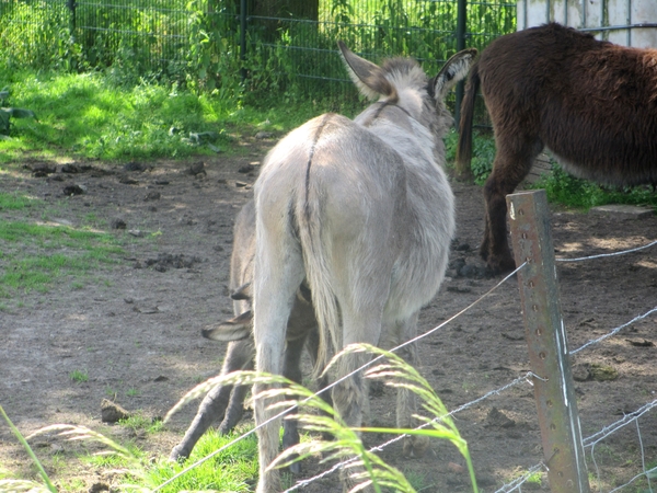 Beek en Donk, 2 juni 2012 075