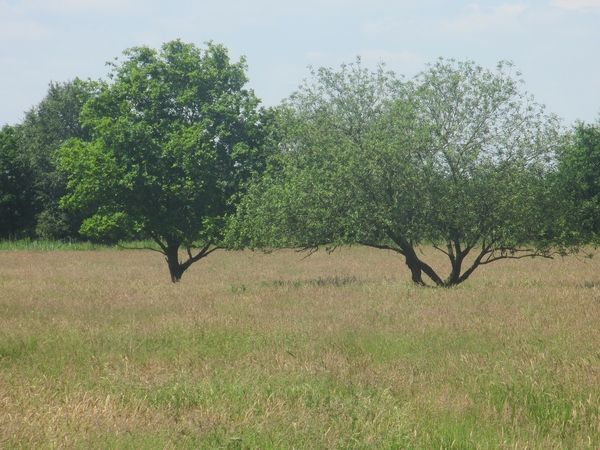 Beek en Donk, 2 juni 2012 090