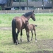 Beek en Donk, 2 juni 2012 097