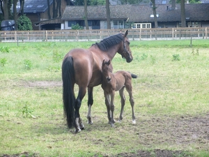Beek en Donk, 2 juni 2012 097