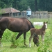 Beek en Donk, 2 juni 2012 098