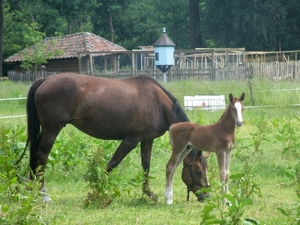 Beek en Donk, 2 juni 2012 098