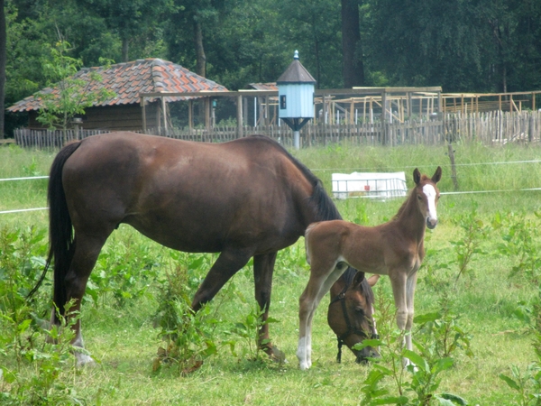 Beek en Donk, 2 juni 2012 098