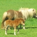 Beek en Donk, 2 juni 2012 103