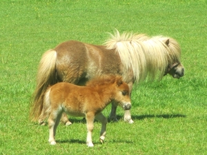 Beek en Donk, 2 juni 2012 103