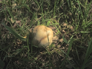 Beek en Donk, 2 juni 2012 126