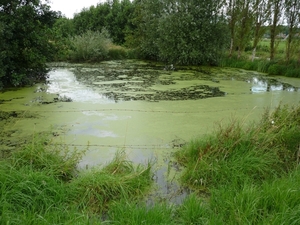 120720 LOTENHULLE KIKKERPOEL