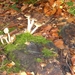 herfst huizingen 008