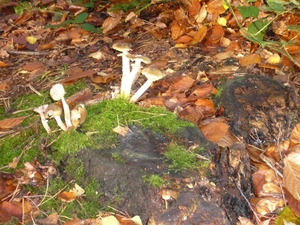 herfst huizingen 008