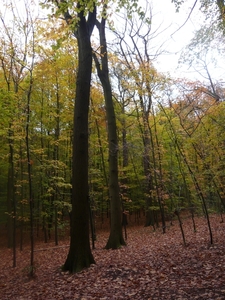 herfst huizingen 001