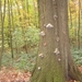 herfst huizingen 002