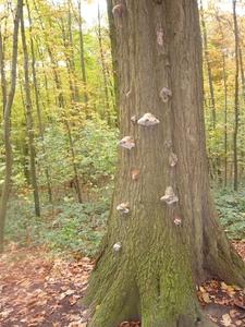 herfst huizingen 002