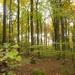 herfst huizingen 004