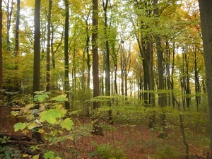 herfst huizingen 004