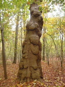 herfst huizingen 005