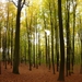 herfst huizingen 006