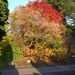 herfst huizingen 021