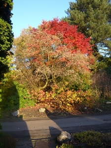 herfst huizingen 021