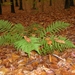 herfst huizingen 007