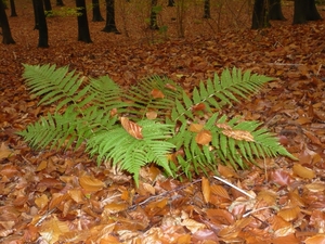 herfst huizingen 007