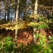herfst huizingen 010