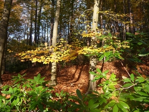 herfst huizingen 010