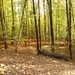 herfst huizingen 011