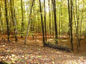herfst huizingen 011