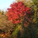 herfst huizingen 024