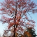herfst huizingen 014