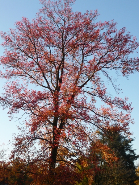 herfst huizingen 014