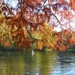 herfst huizingen 016