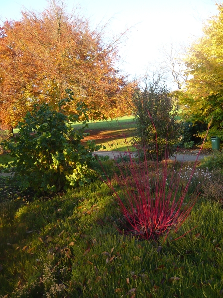 herfst huizingen 020