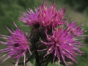 NS Wandeltocht, 5 juni 2012 065