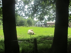 NS Wandeltocht, 5 juni 2012 066