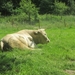 NS Wandeltocht, 5 juni 2012 067