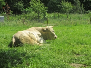 NS Wandeltocht, 5 juni 2012 067