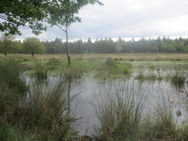 NS Wandeltocht, 5 juni 2012 028