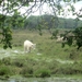 NS Wandeltocht, 5 juni 2012 026