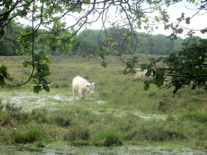 NS Wandeltocht, 5 juni 2012 026