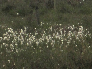 NS Wandeltocht, 5 juni 2012 031